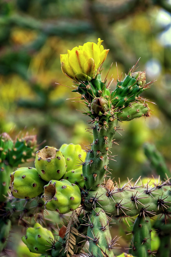 Cholla In Spring v1810 Photograph by Mark Myhaver