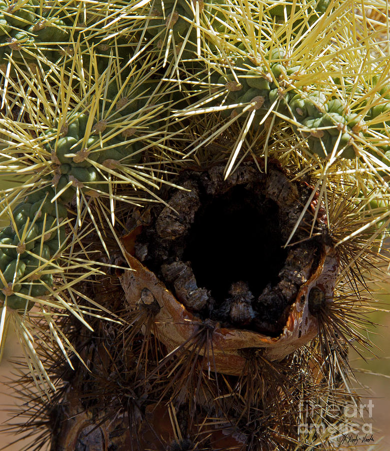 Cholla Nest-Signed-#2458 Photograph by J L Woody Wooden