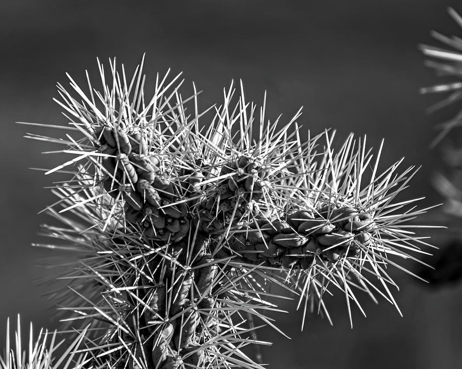 Cholla Protection h1855 Photograph by Mark Myhaver
