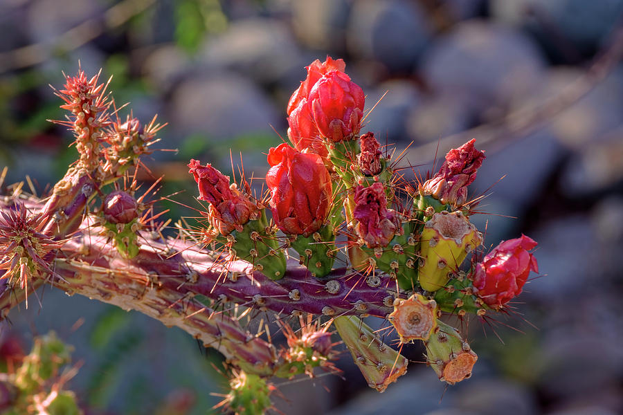 Flower Photograph - Cholla Spice h1821 by Mark Myhaver