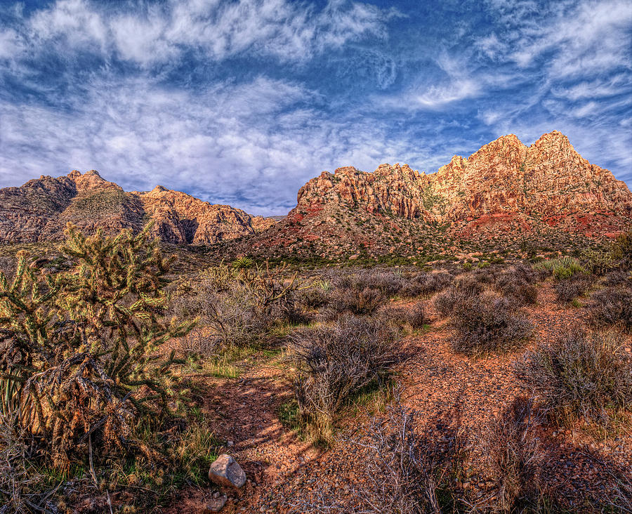 Cholla Sunrise Photograph by Stephen Campbell