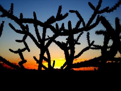 Cholla Photograph - Cholla Sunset by Audrey Kanekoa-Madrid Cholla Photograph - Cholla Sunset by Audrey Kanekoa-Madrid