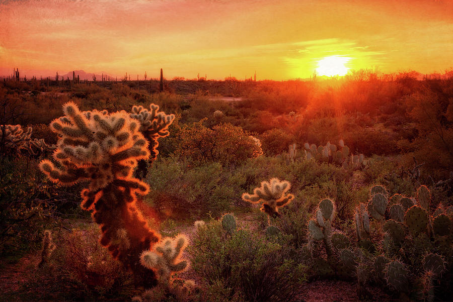 Cholla Sunset in the Sonoran  Photograph by Saija Lehtonen