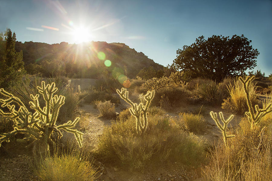 Cholla sunset Photograph by Kunal Mehra