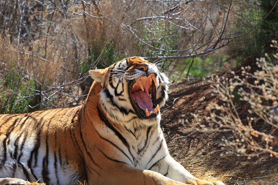 Tiger Photograph - Chompers by Donna Kennedy