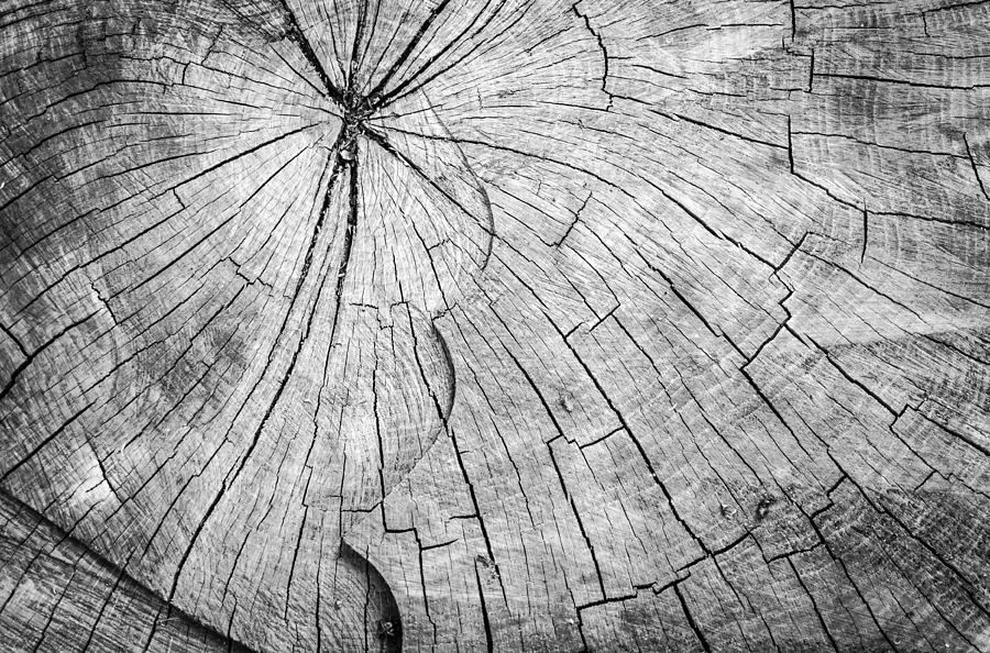 Chopped Wooden Tree Trunk Photograph by John Williams