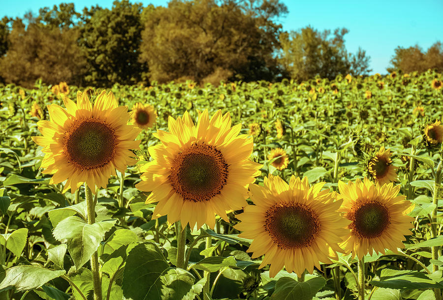 Chorus of Sunflowers Photograph by Lilia S