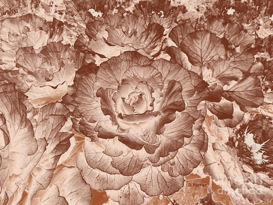 Fall Photograph - Chou dornement // Brassica oleracea IV // Cabbage by Dominique Fortier