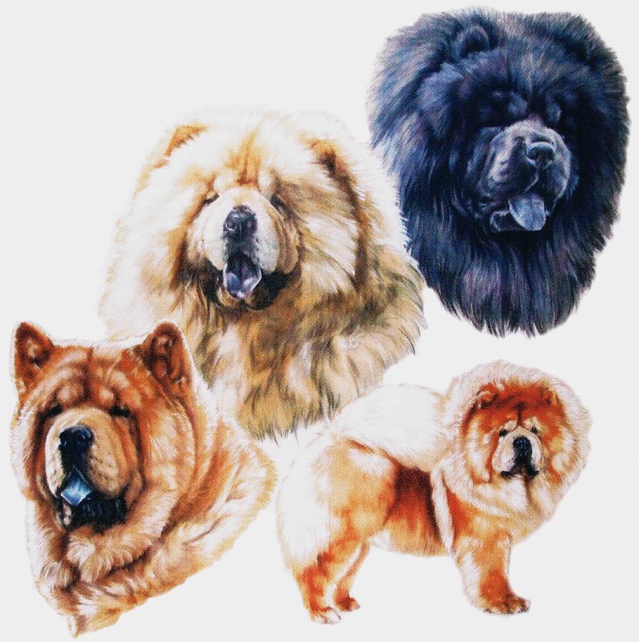 Chow Chow Montage Mixed Media by Barbara Keith