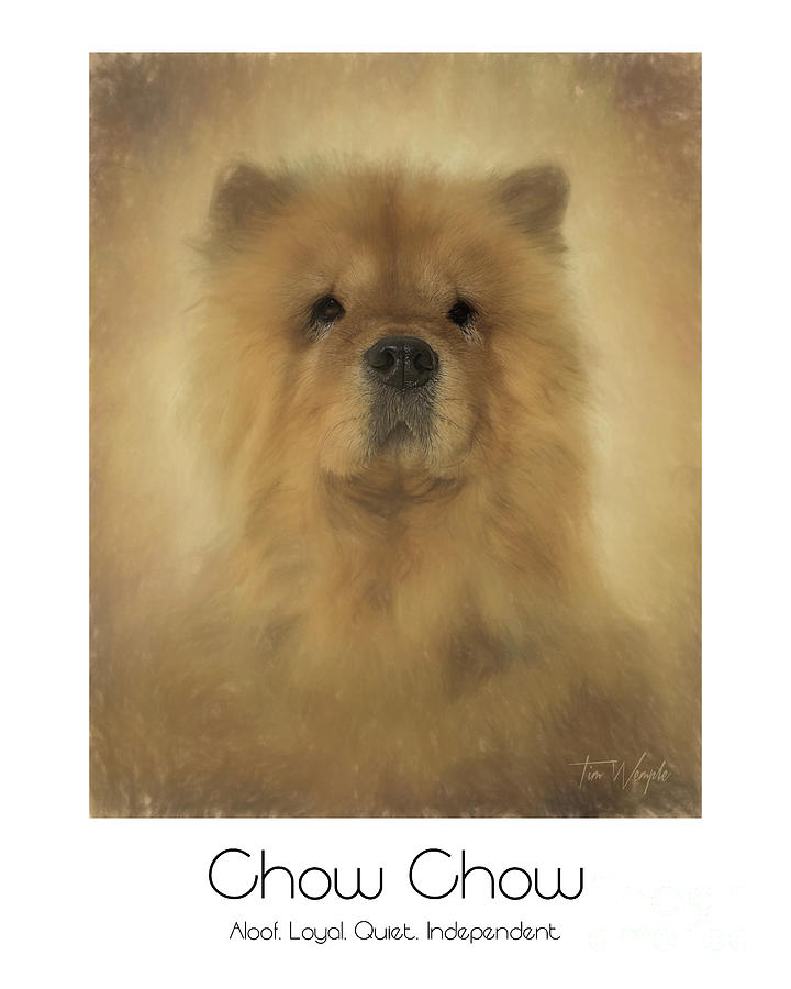 Chow Chow Poster Digital Art by Tim Wemple