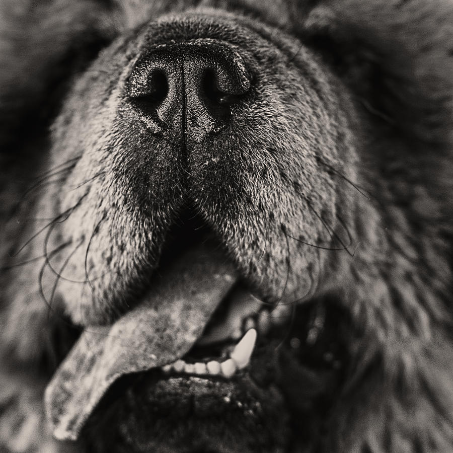 Chow Chow  Photograph by Stelios Kleanthous