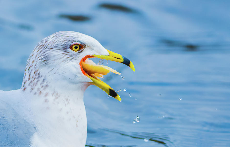 Seagull Photograph - Chow Down by Jeff at JSJ Photography