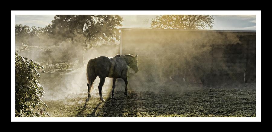 Horse Photograph - Chow Time dust Up by Shannon Story