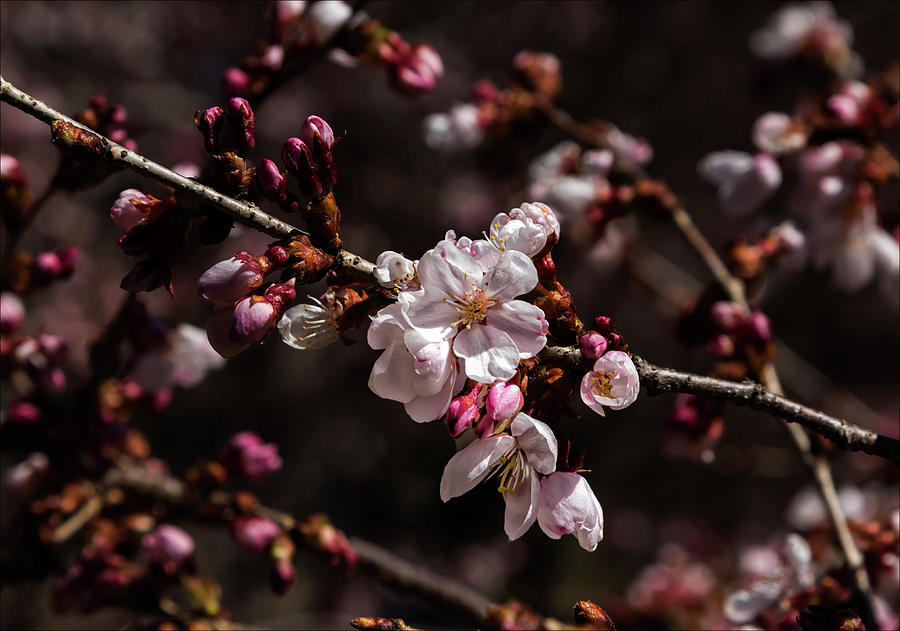 Chrerry Blossoms Photograph by Robert Ullmann