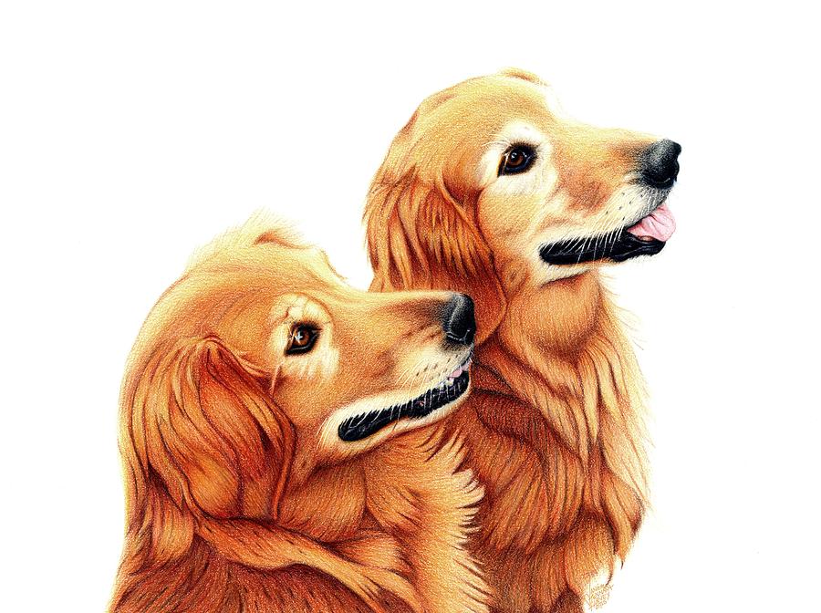 Golden Retriever Drawing - Chris and Riggs by Danielle R T Haney