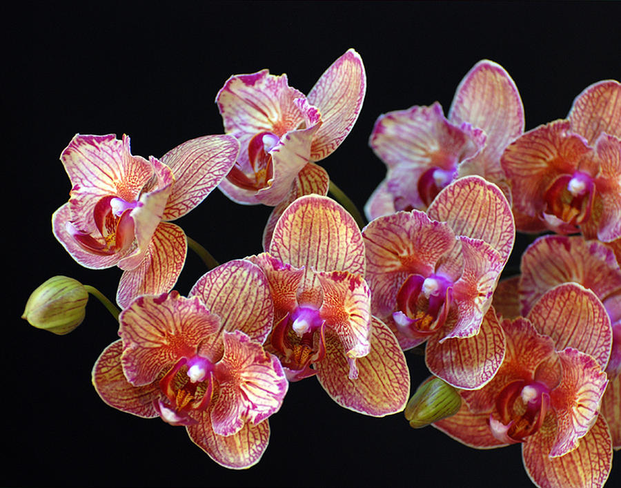 Orchid Photograph - Chrissys Orchid by Mark Wiley Orchid Photograph - Chrissys Orchid by Mark Wiley