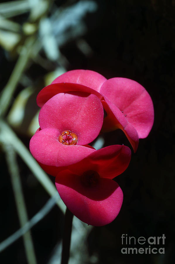 Christ Plant Flower Photograph by Morris Keyonzo