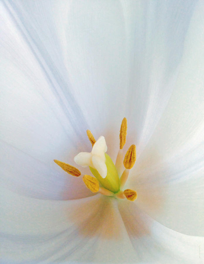 Christened Tulip Photograph by Gwyn Newcombe
