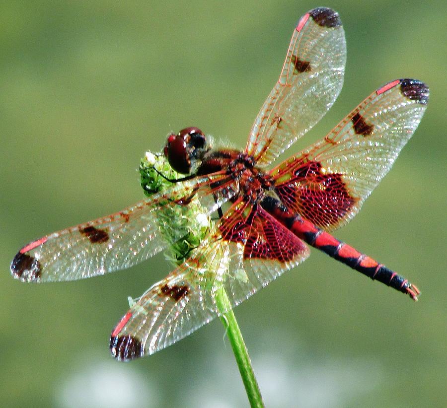 Christines Dragonfly Photograph by Thomas  McGuire