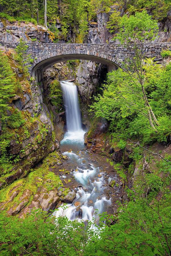 Tree Photograph - Christine Falls under Bridge in Mt Rainier National Park by David Gn