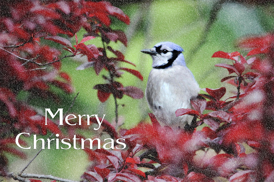 Bird Photograph - Christmas and Blue Jay by Trina Ansel