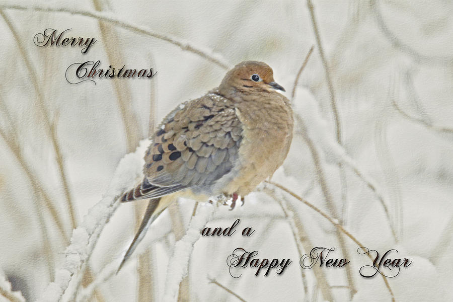 Christmas and New Year Greeting - Mourning Dove Photograph by Carol Senske