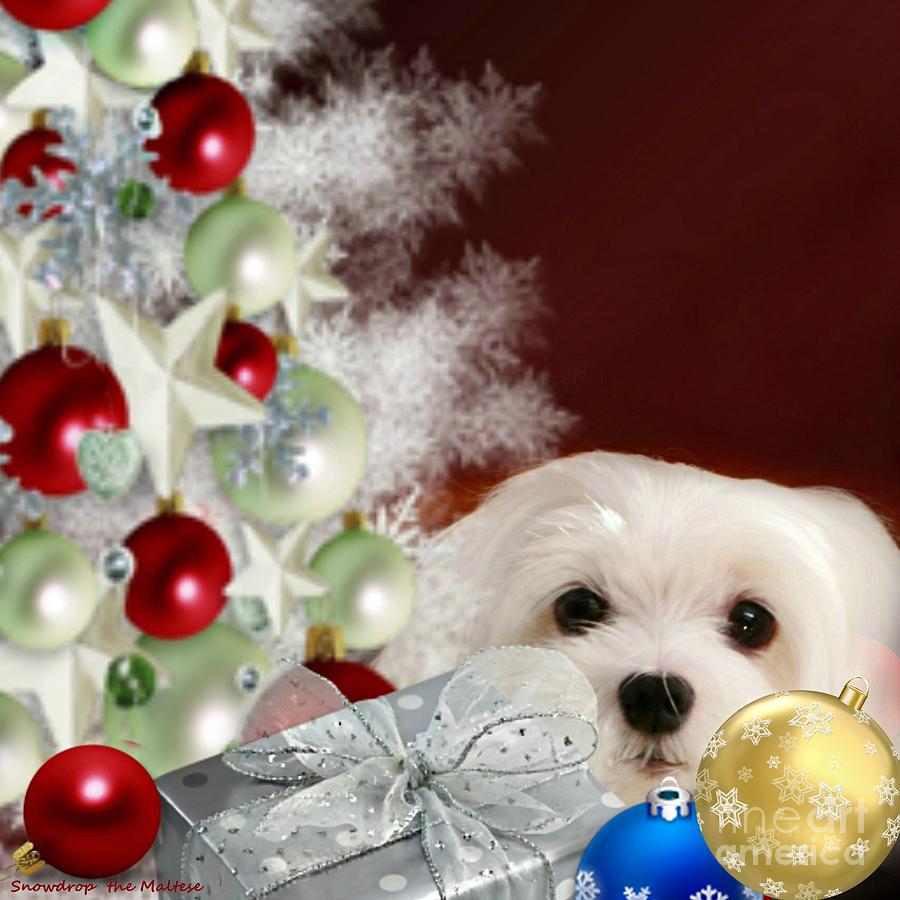 Maltese Puppy Mixed Media - Christmas Baubles by Morag Bates