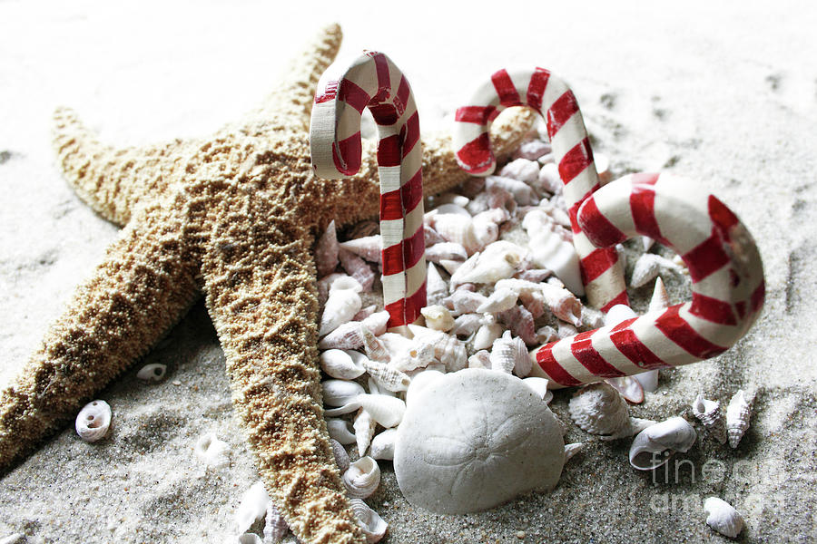 Christmas Beach Star Photograph by Mary Haber