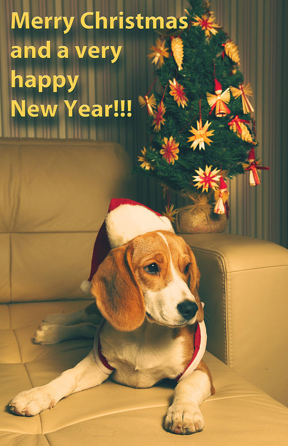 Christmas Photograph - Christmas Beagle Santa hat by Sandra Rugina