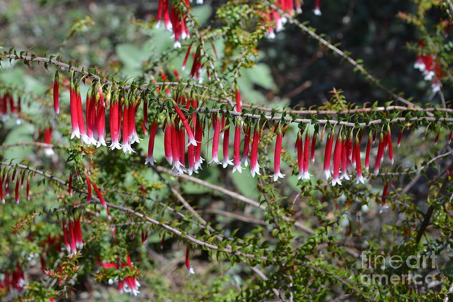 Christmas Bells 2 Australian Native Fuchsia Photograph