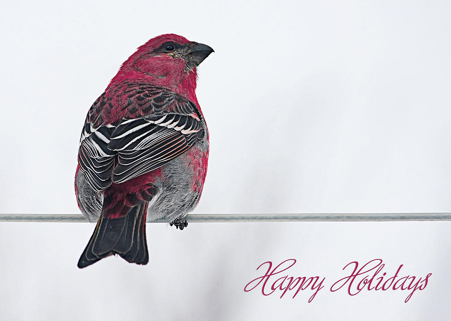 Christmas Bird Happy Holidays Photograph by Maggie Terlecki