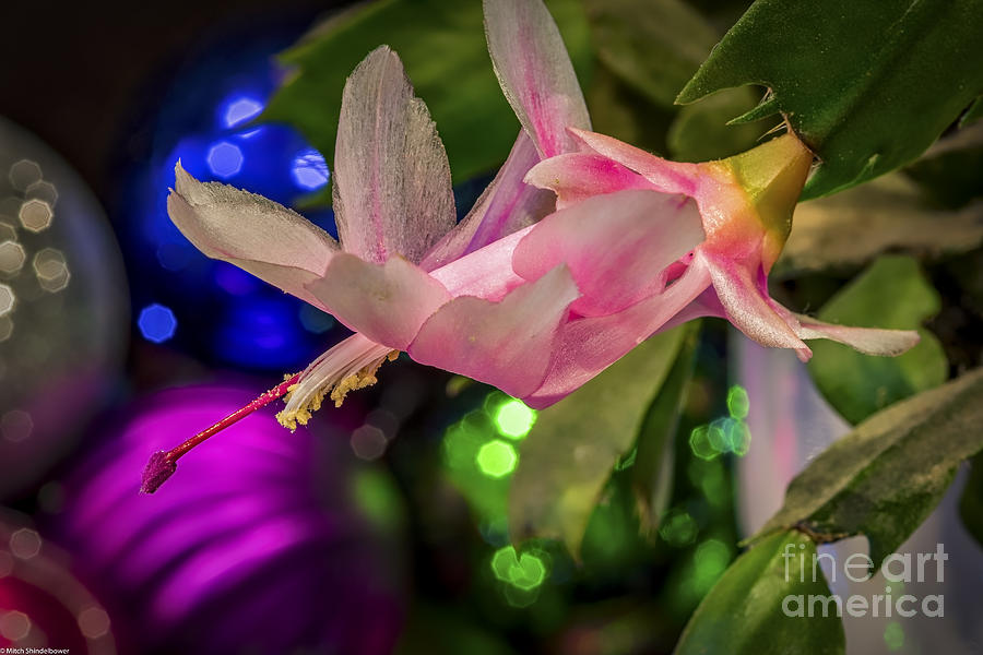 Flowers Still Life Photograph - Christmas Bloomers by Mitch Shindelbower