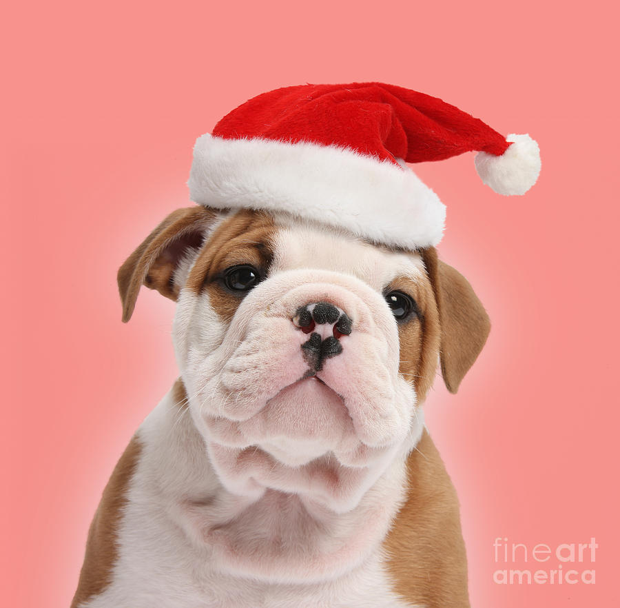 Christmas Bulldog Pup Photograph by Warren Photographic