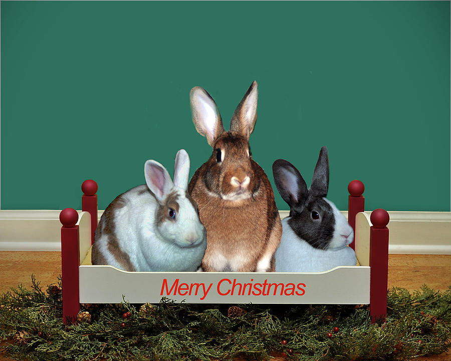 Christmas Bunnies Photograph by Diane Bell
