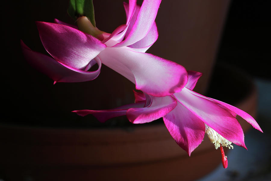 Christmas Cactus 2 2016 Photograph by Mary Bedy