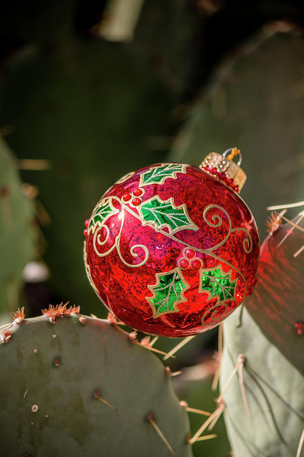 Christmas Cactus 2 Photograph by Teresa Wilson