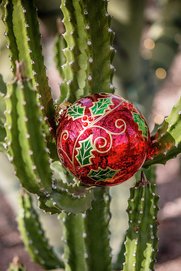 Christmas Cactus 3 Photograph by Teresa Wilson
