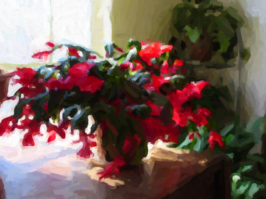 Christmas Cactus Blooms Photograph by David Zimmerman