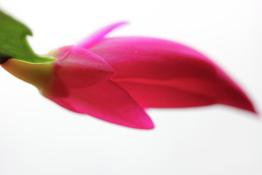 Christmas Cactus Bud 2 Photograph by Mary Bedy