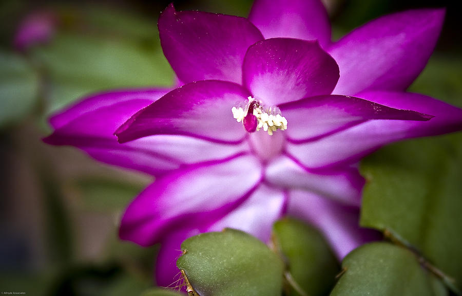 Christmas Cactus Photograph by Ches Black