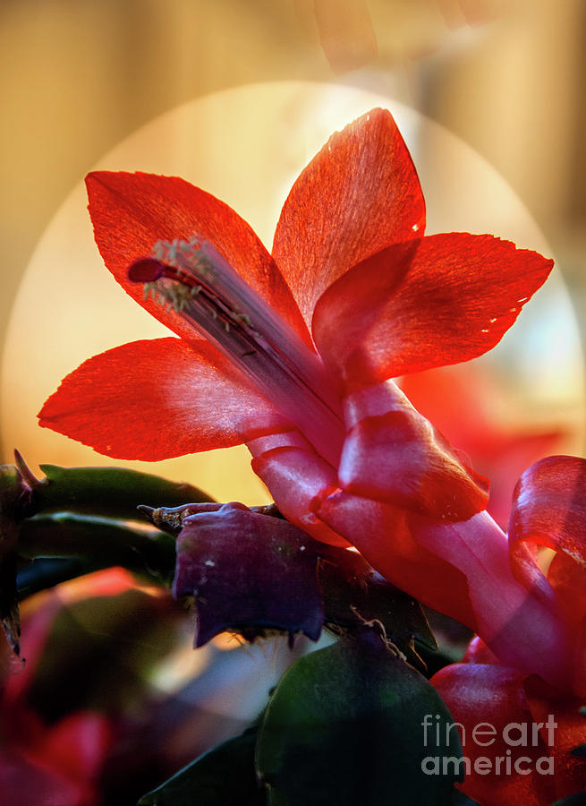 Christmas Cactus Flower Photograph by Robert Bales