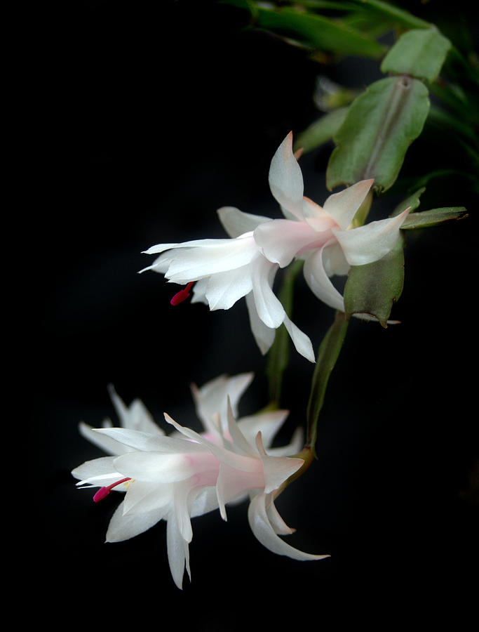 Christmas Cactus in White Photograph by Nathan Abbott