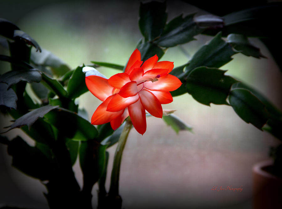 Christmas Cactus Photograph by Jeanette C Landstrom