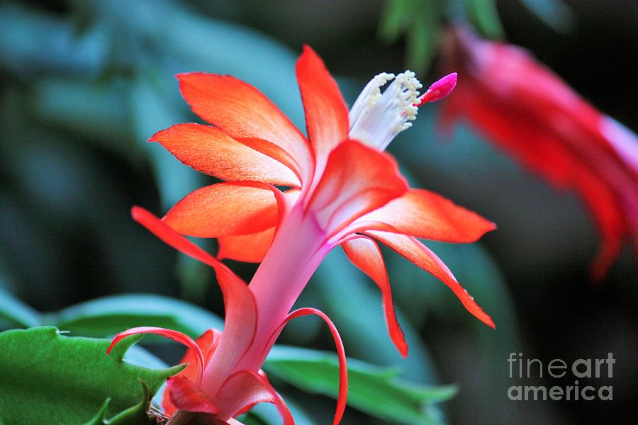 Christmas Cactus Photograph by Marcia Breznay