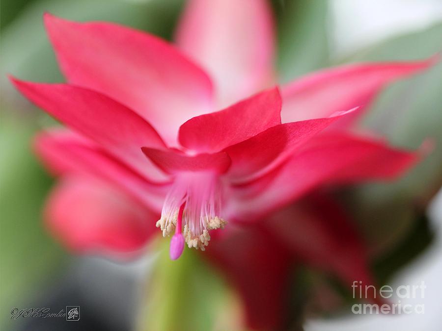 Christmas Cactus named Coral Red Photograph by J McCombie