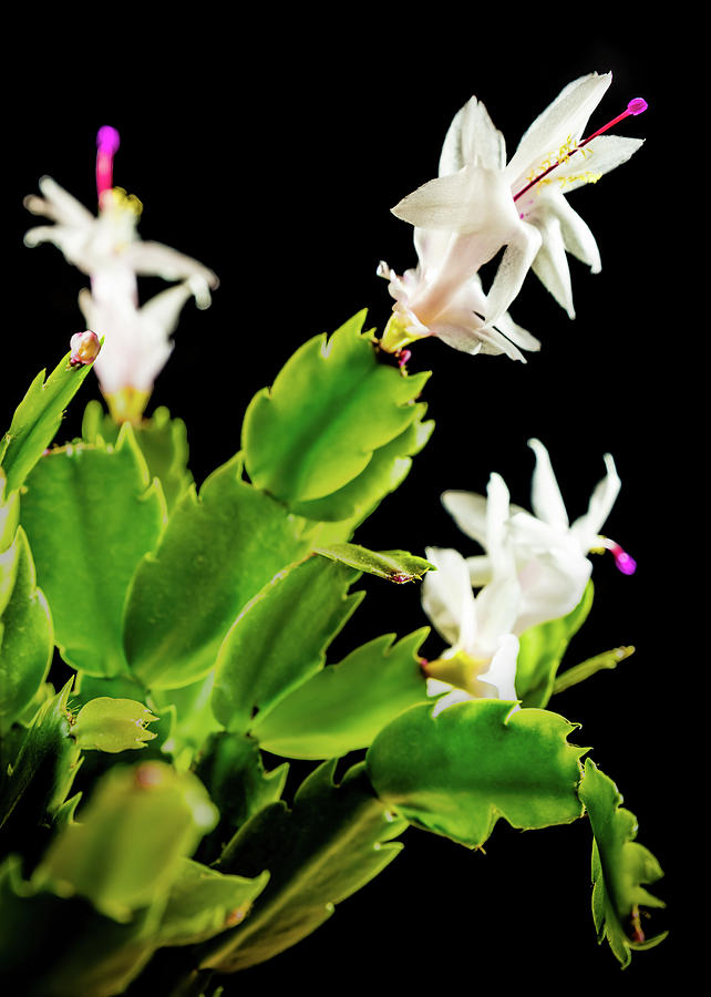 Christmas Cactus Photograph by Nick Bywater