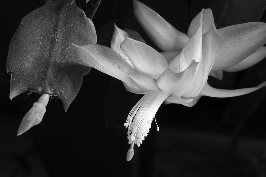 Christmas Cactus November 2014 1 BW Photograph by Mary Bedy