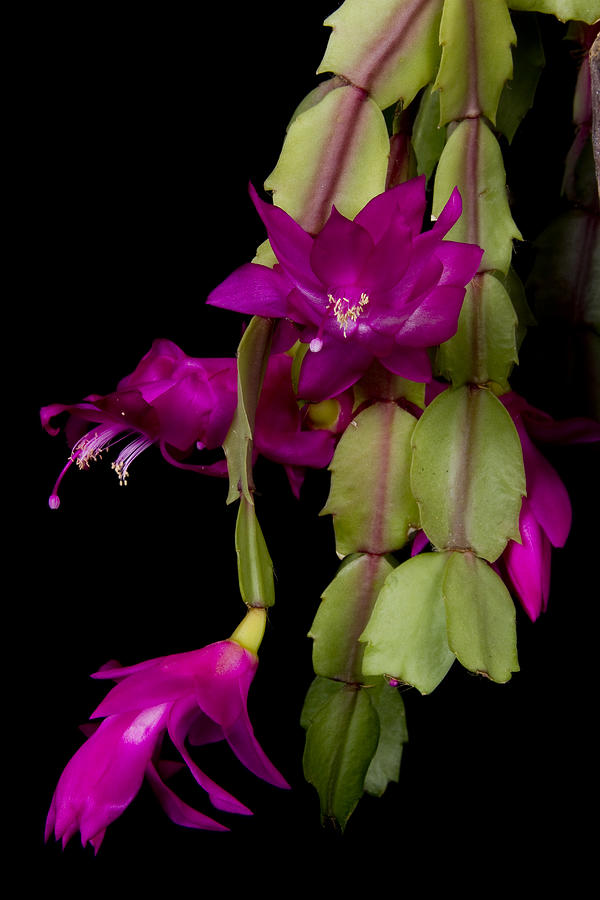 Christmas Cactus Purple Flower blooms Photograph by James BO Insogna