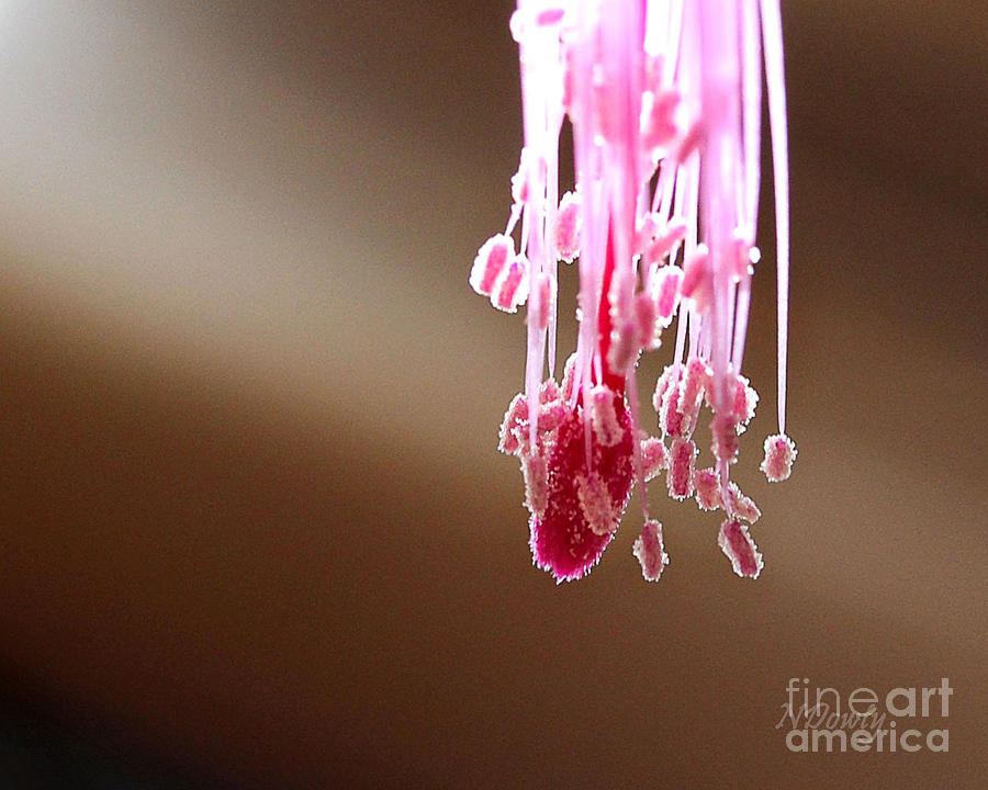 Christmas Cactus Stamen Photograph by Natalie Dowty