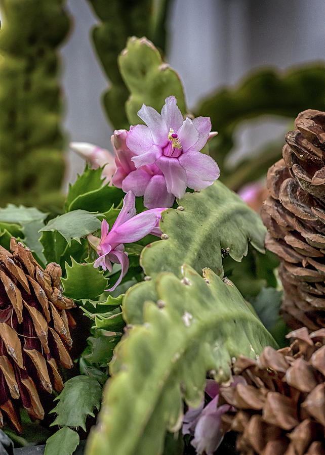 Christmas Cactus Photograph by Susan Rissi Tregoning
